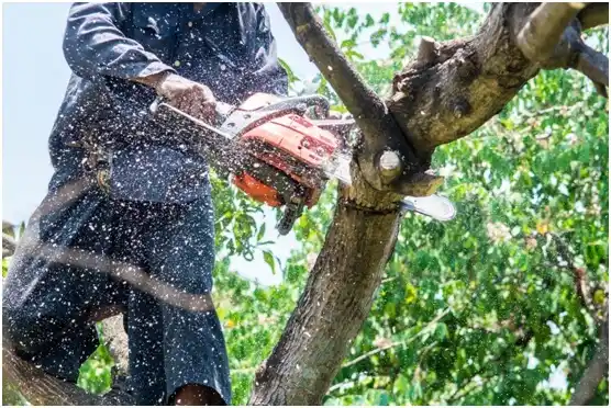 tree services Woodside